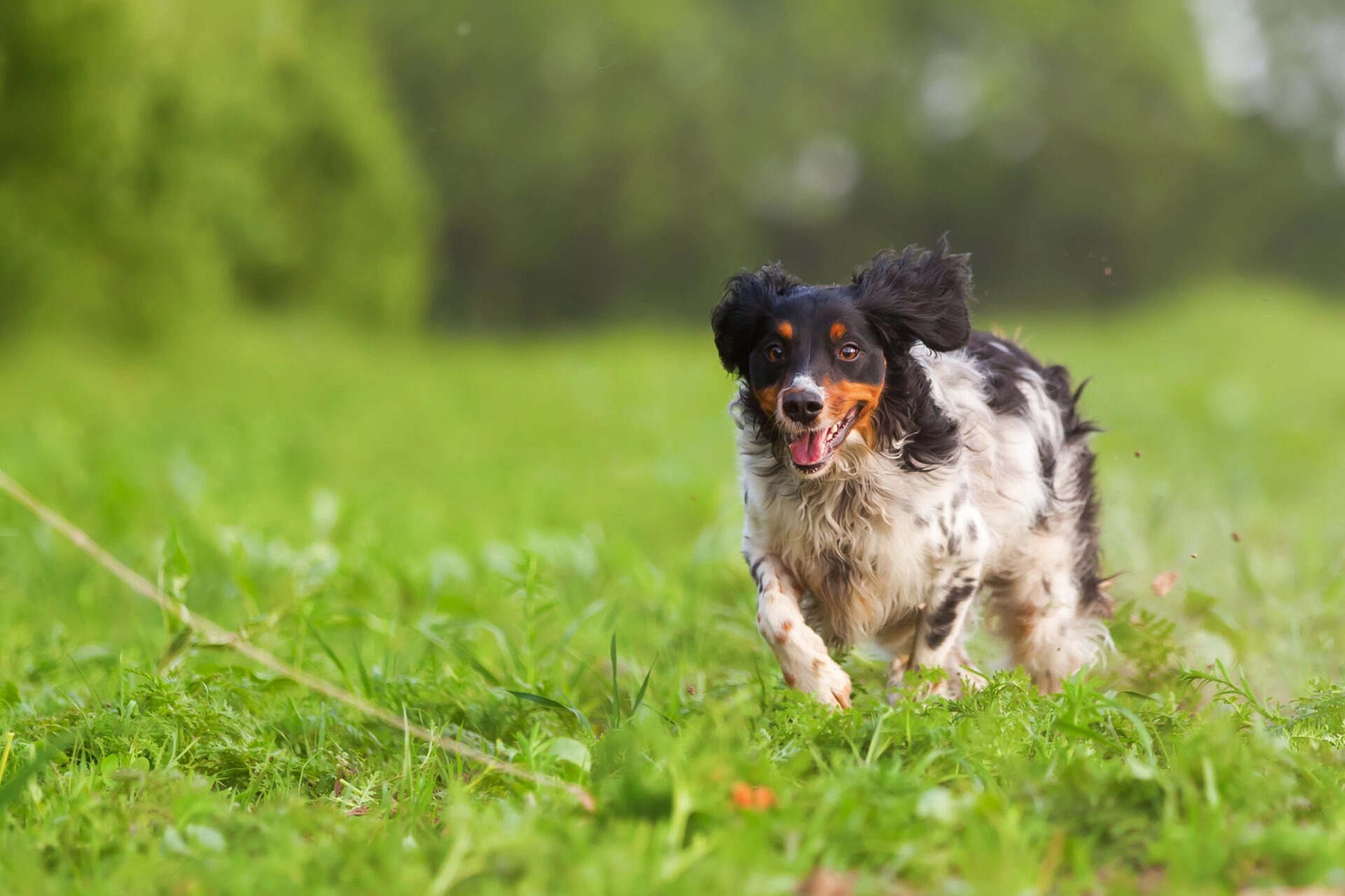 Opgewekte hond sprint door bosachtige omgeving over een felgroen grasveld.