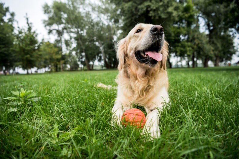 Liggende Golden Retriever met een rode speelgoedbal tussen zijn poten in weelderig groen gras, kijkend naar de camera met een open bek.
