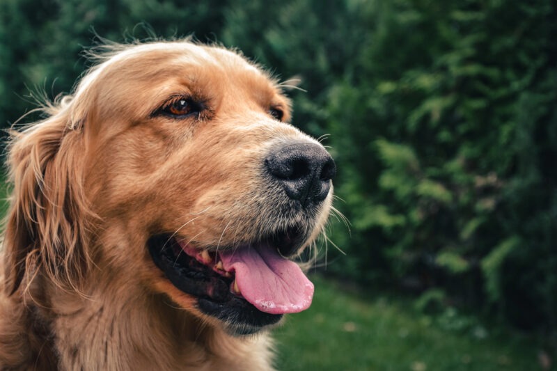 Close-up van een golden retriever met glanzende vacht en heldere ogen in een groene buitenomgeving, teken van goede voeding.
