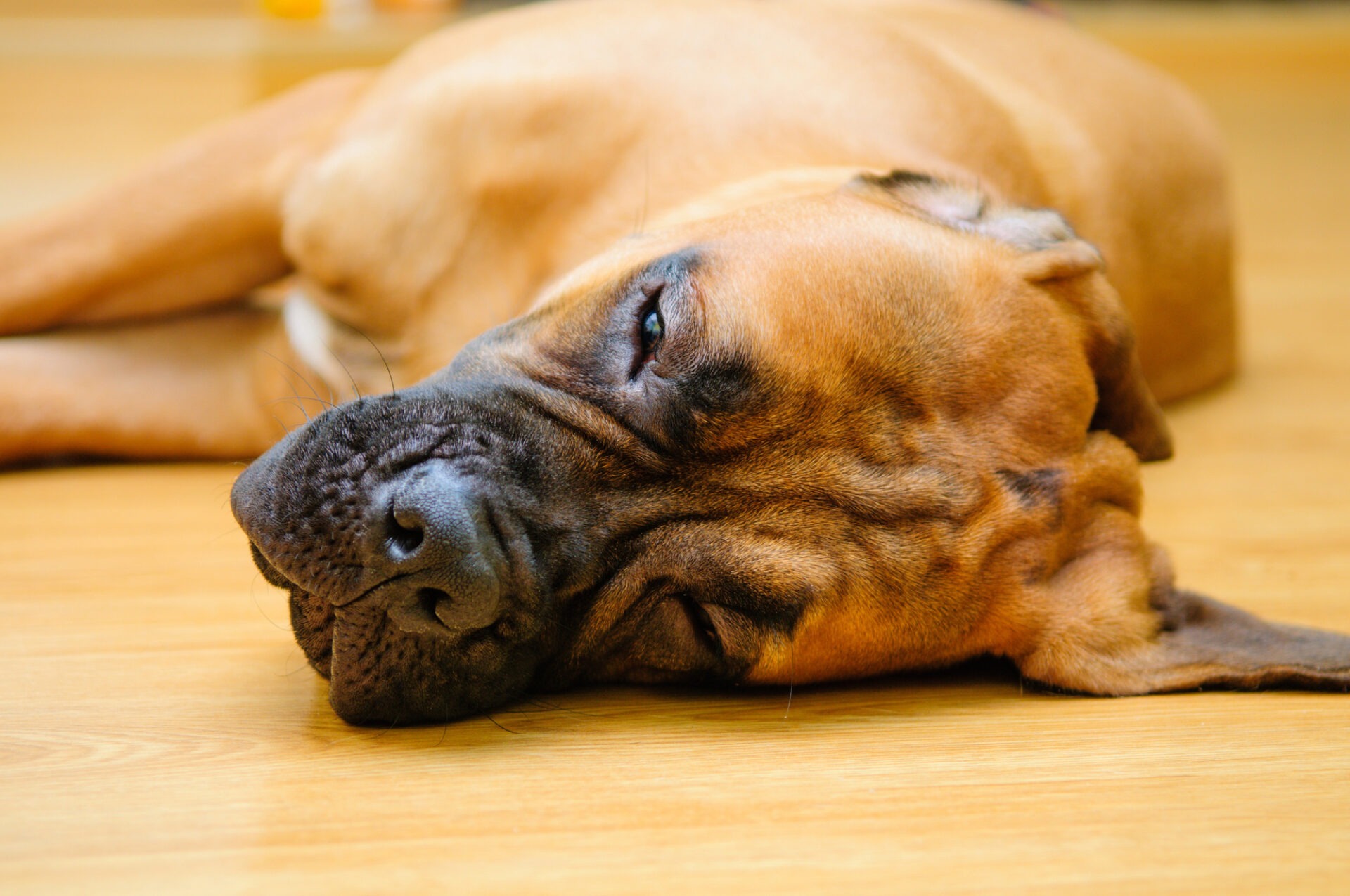 Grote bruine hond ligt lusteloos op de houten vloer, mogelijk teken van een gevoelige maag of voedselintolerantie.