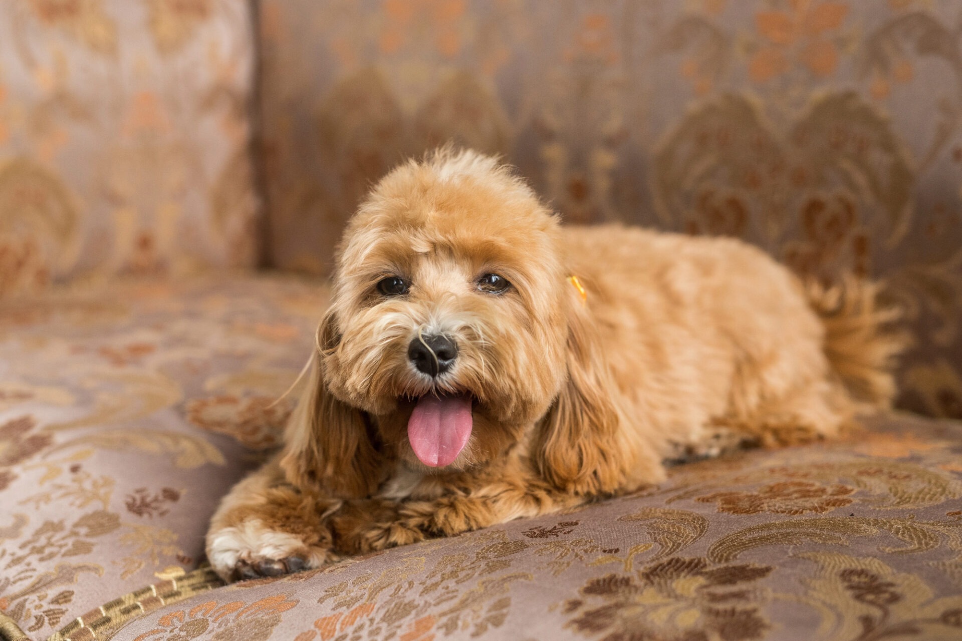 Kleine harige hond ligt ontspannen met tong uit de mond op de bank, gezond en zonder tekenen van jeuk of allergie.