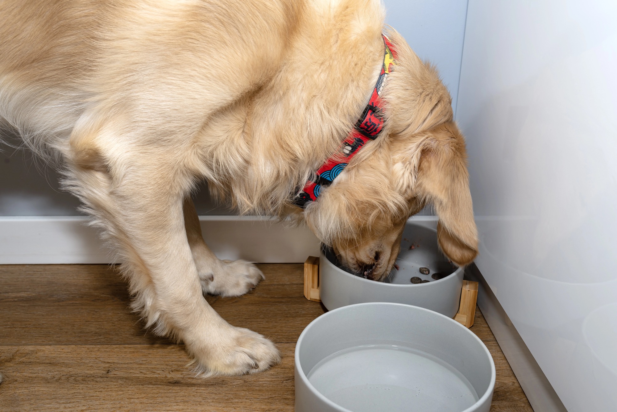 Golden retriever eet hondenbrokken uit een grijze voerbak naast een waterbak in een huiselijke voerhoek.