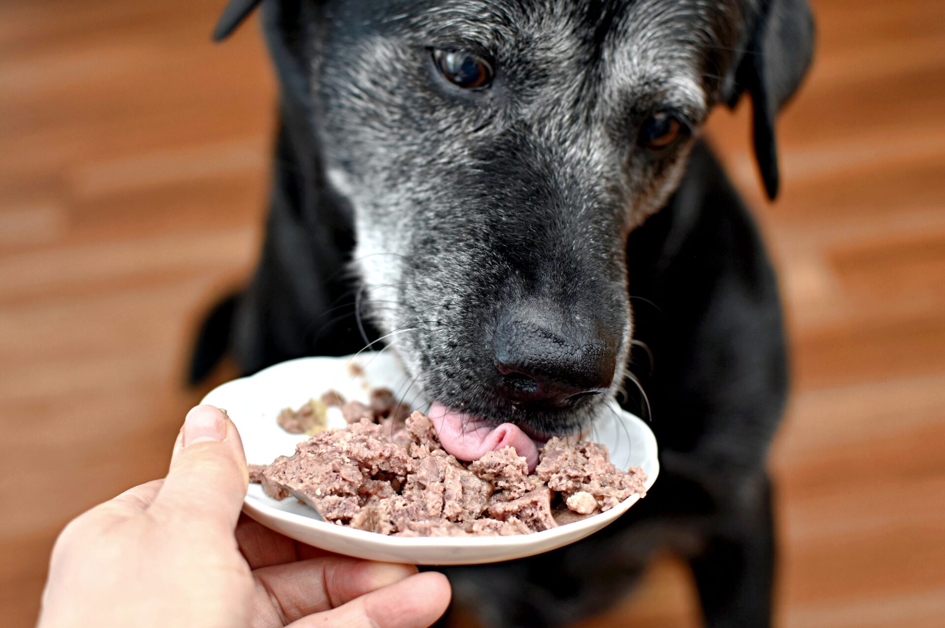 Zwarte hond eet zacht natvoer uit een wit schaaltje dat door een baasje wordt vastgehouden.